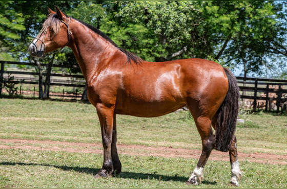 LAVIGNA LA COMPOSTELLA