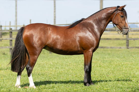 JUMA DE SANTA LARISSA