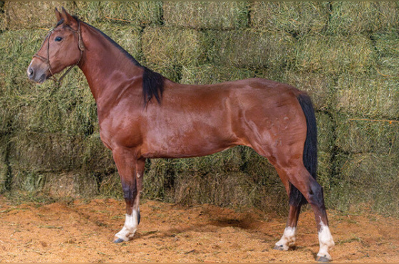 HABANERA 449 DA MACENA