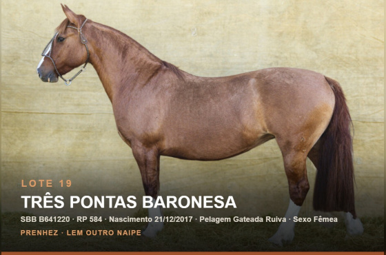 TRÊS PONTAS BARONESA