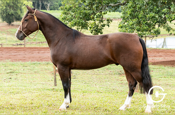 GUINDO DE SANTA LARISSA