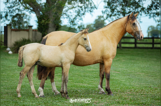  NUVEM DE SANTO ANICETO