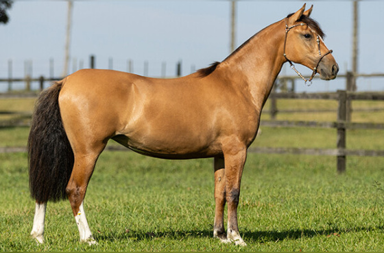 KATLEYA DE SANTA LARISSA