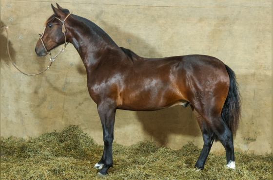 MONTE PAMPERO MANO A MANO-TE