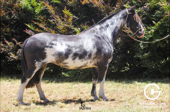 PALOMA DO CAÇADOR 