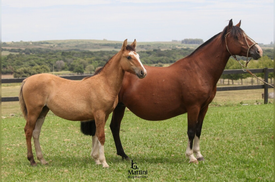 ANDARIEGA DO ITAPORORÓ