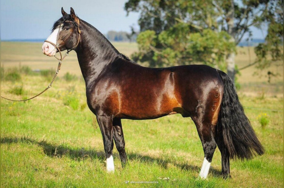 MARCONI CONCHA Y TORO