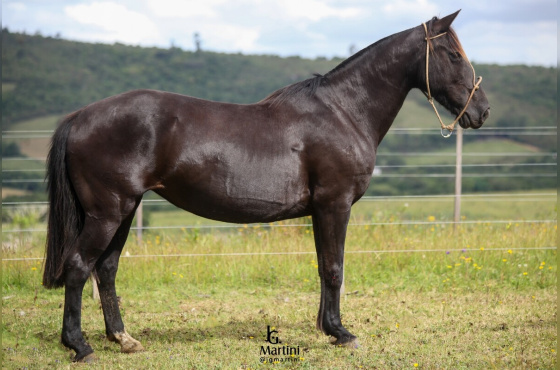 LÁGRIMA DO CERRO AGUDO 