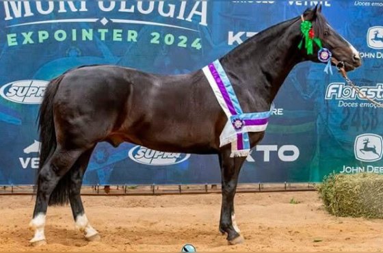 Berro Grosso ou ÁS de Espada Mapocho