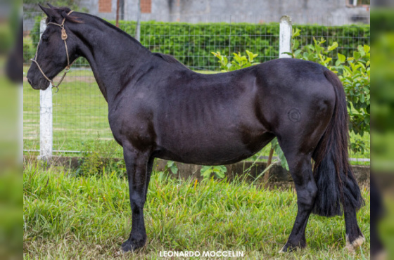 LA SENSACIÓN CARABINA 