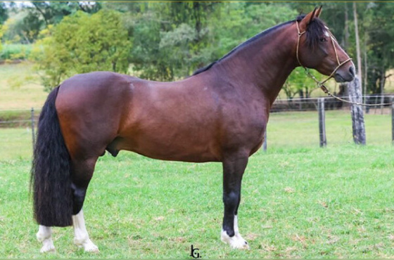 Dakota de Quaraci 