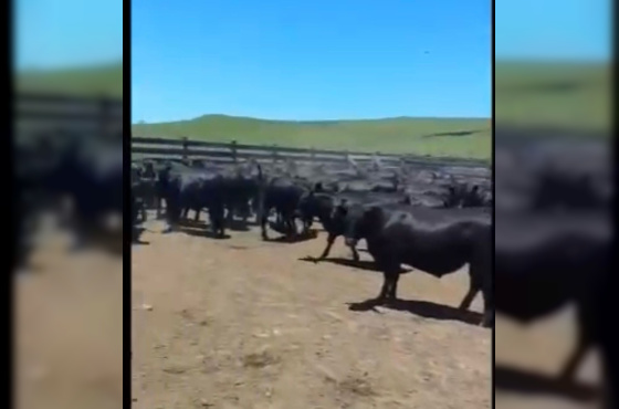 BOVINOS - 98 TERNEIROS CASTRADOS - CRUZA ANGUS 