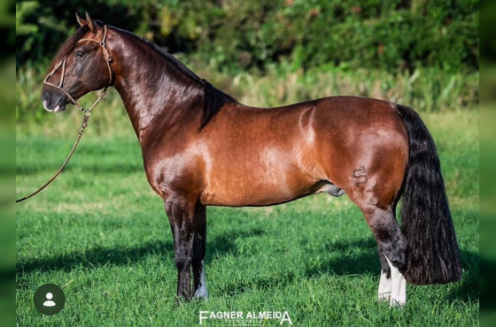 URCO DE SANTA THEREZA