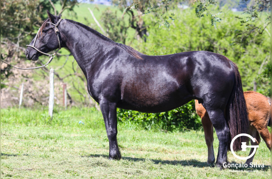 SERENA DE SANTA MARGARIDA