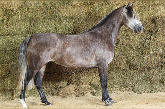 SALSA NEGRA DO TABOÃO