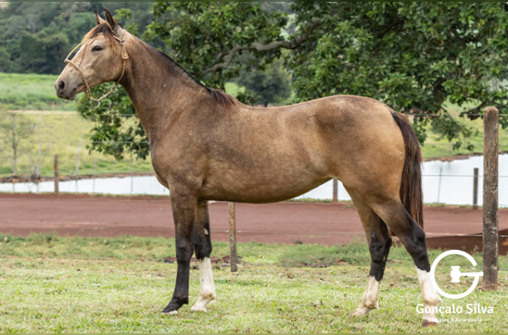 ASW JANGADA