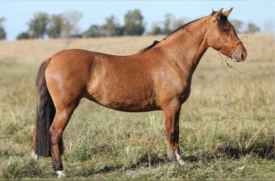 HAGATA DE QUARACI