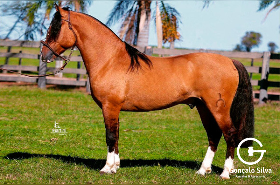 COTA 2,5% MARCONI LEOPARDO -TE