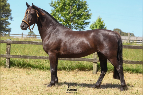  LAS CALLNAS JOVEN MOROCHA