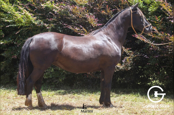 GLAMUROSA DO CAÇADOR 