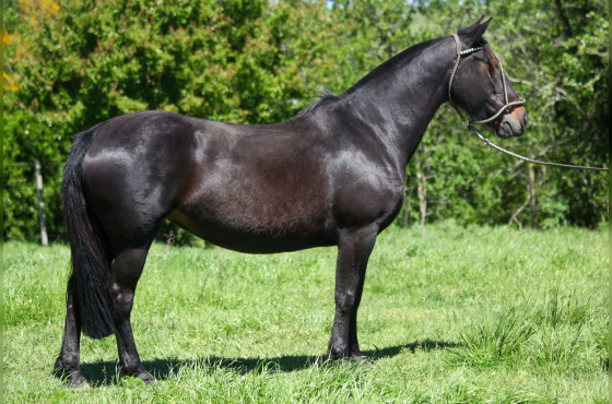 PELOTERA DA VENDRAMIN