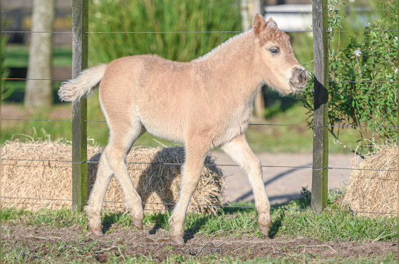 BABY TIROLESA