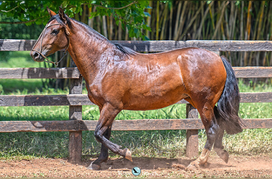 LAS CASTELLANA USHUAIA