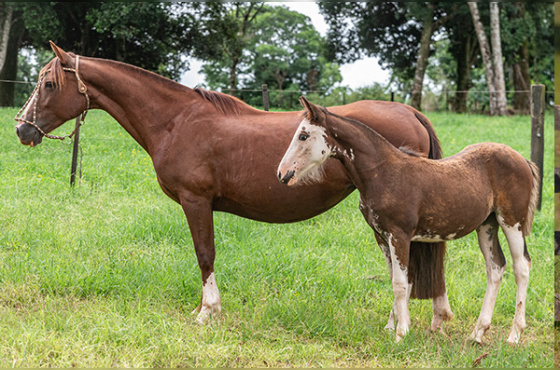 CATARINA LABOURÉ OLARIA