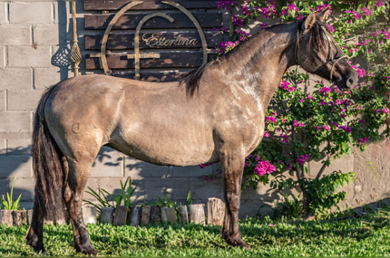 JURÉIA DA RIO BONITO