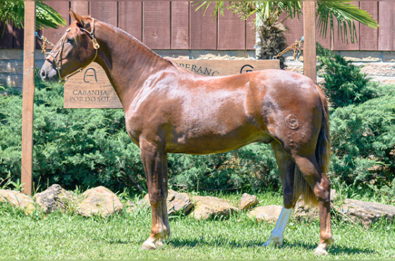 HIJO BUENO DE LOS BUENOS