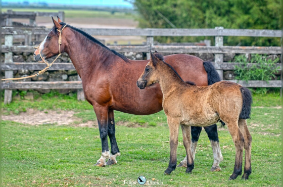 SANTA ALICINDA INVERNADA