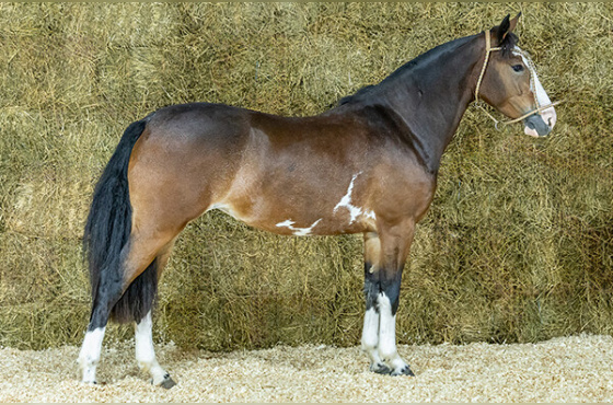 CONSTANTE 690 DO ARREGUI