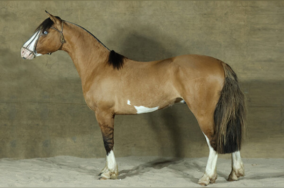 SACRAPALMA CARA E COROA 