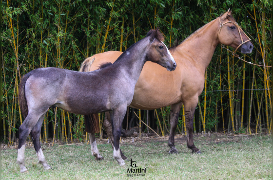 RAINHA II DO ACEGUÁ