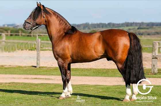 JOTACE AMULETO 