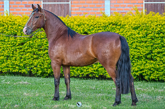 LA CASTELLANA MERCEDITA URUGUAIO