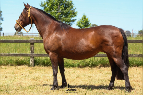  META Y PONGA CHARRUA