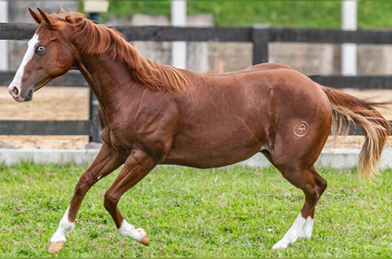 ALABAMA ROSTERS CTMC