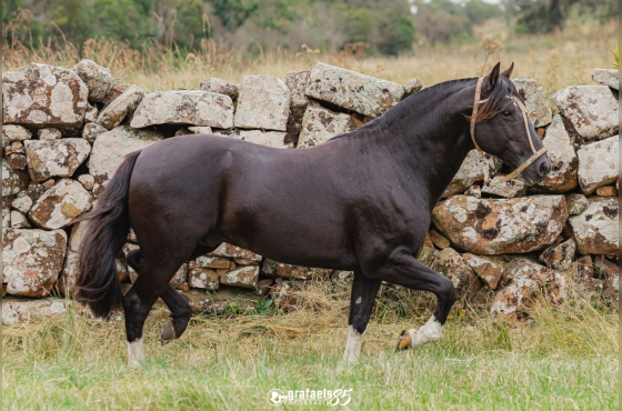 KARDEC DO VEIO D'ÁGUA - COBERTURAS