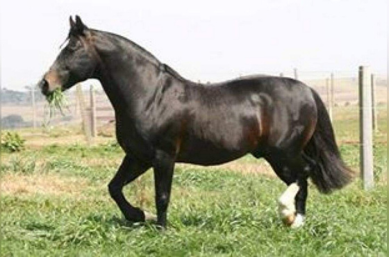 CHIÇÃO DE SANTA ODESSA - VIA ICSI