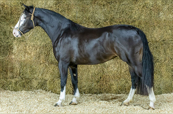 BARÃO DE ACEGUÁ CURUZU