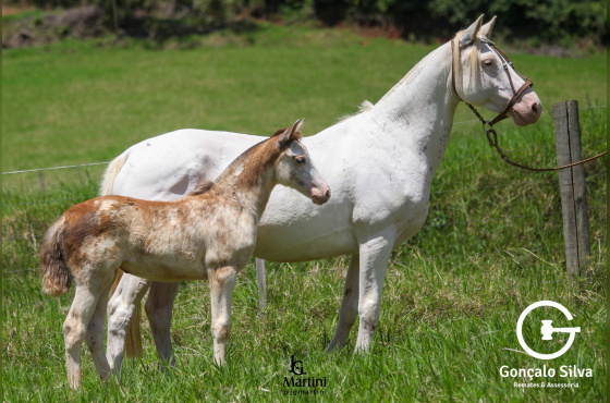 LA RANCHO DONZELA II