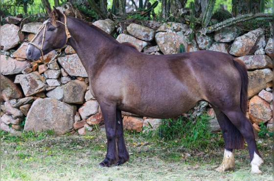 DONA CHILENA 826 MAUFER