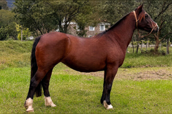ZR NIÁGARA