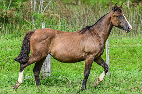 JABOTICABA DO RECADO