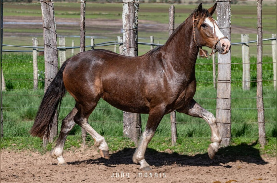 SANTA AUGUSTA UMA HORA