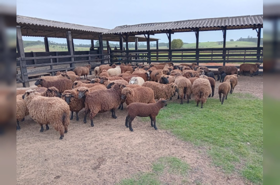 OVINOS - 49 OVELHAS PRETAS 