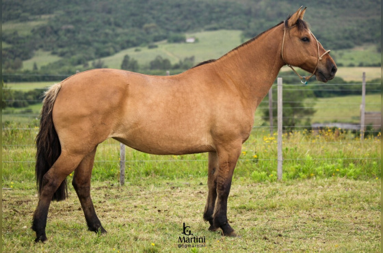 ESCARAMUÇA DO PALOMY