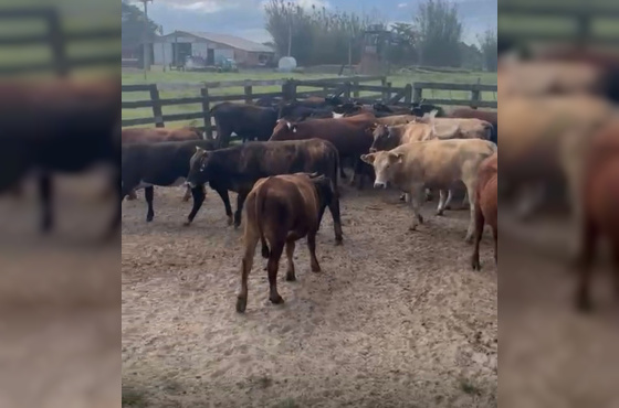 BOVINOS - 32 NOVILHAS - ASPADAS E MOCHAS