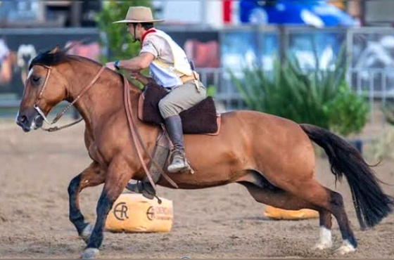 GUARANI 61 DA SORSUL